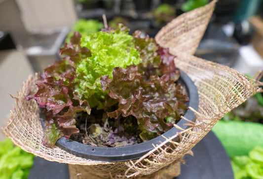 Mixed Lettuce Bowl