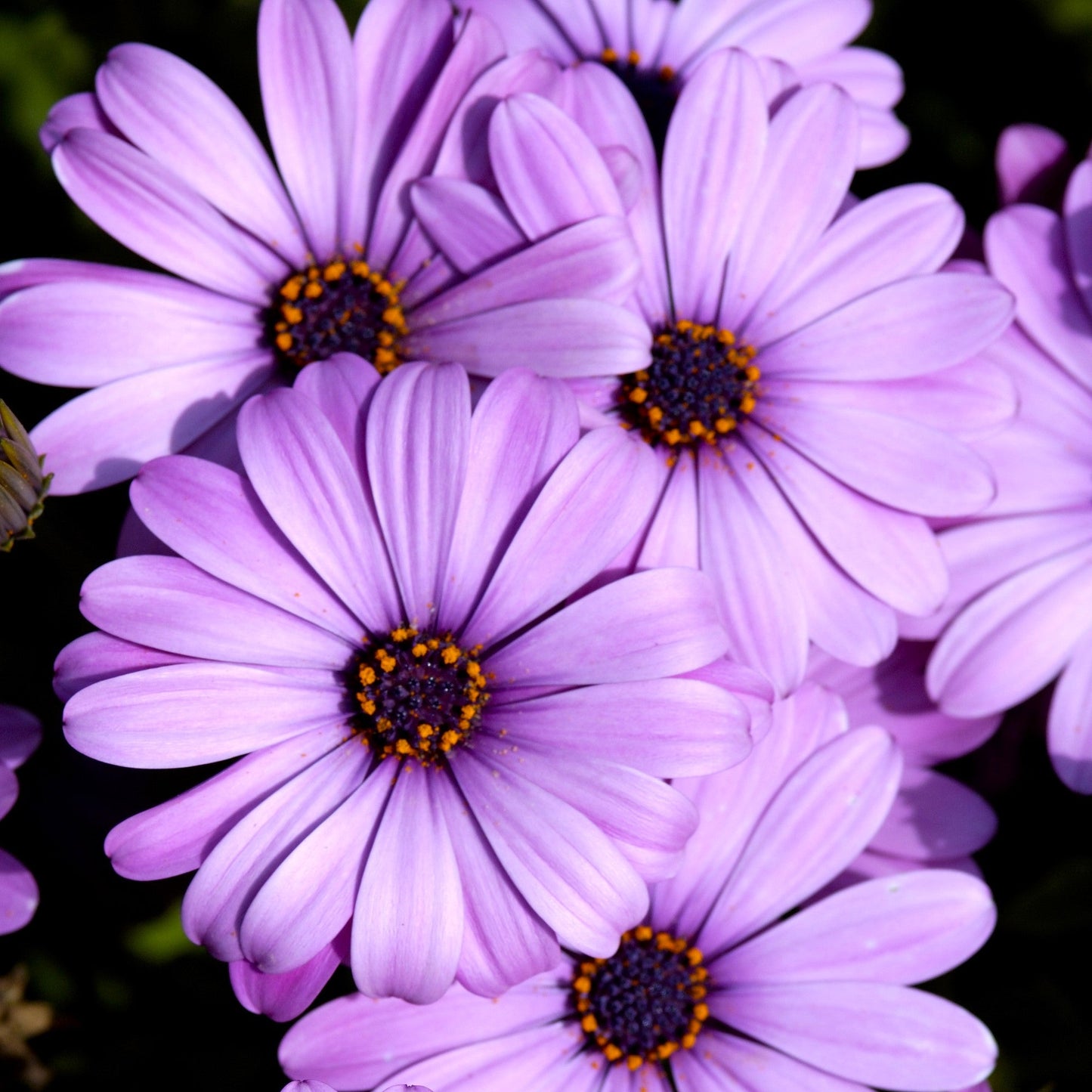 Osteospermum