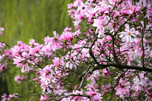 Leonard Messel Magnolia Shrub Form