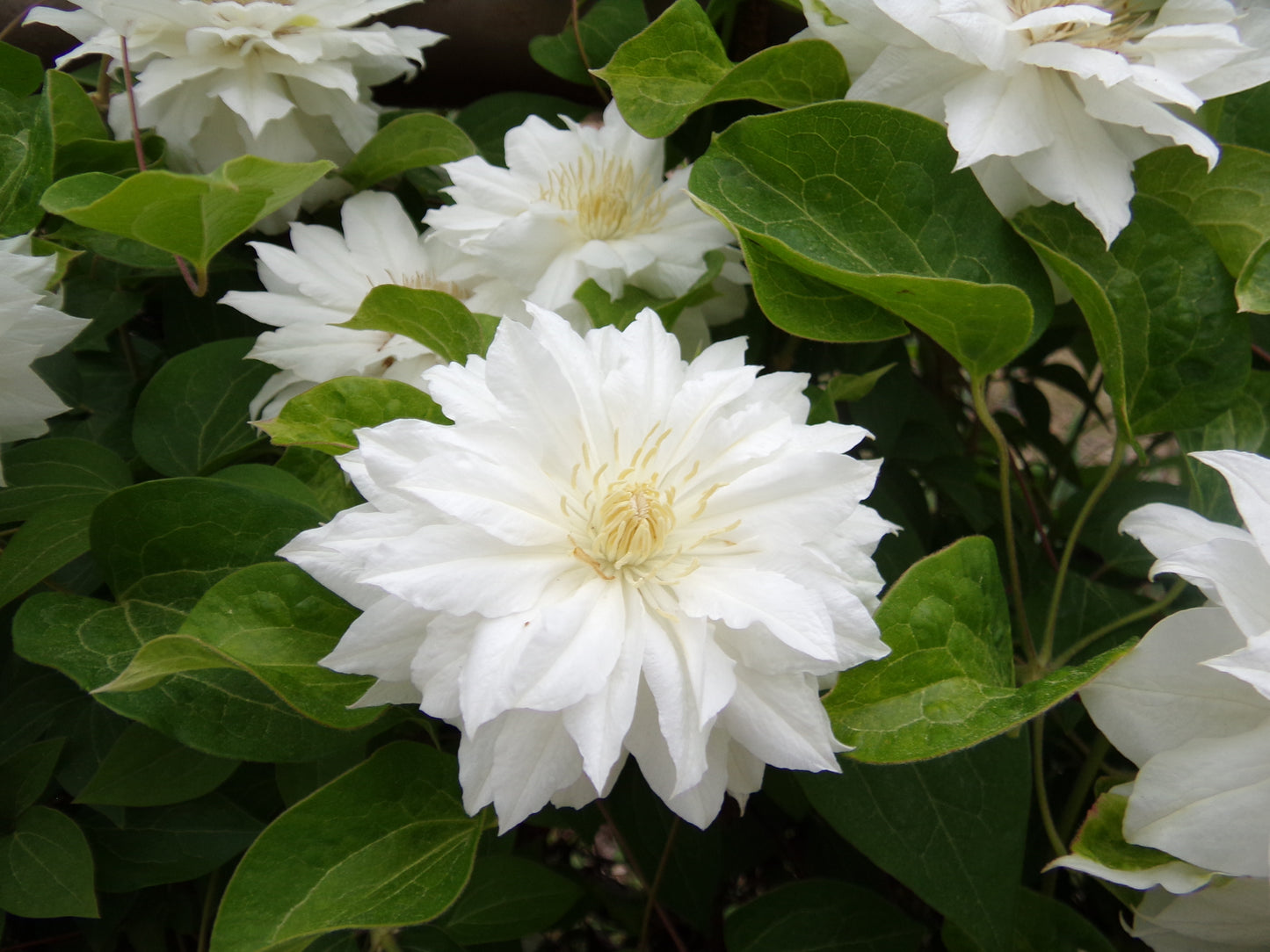 Philadelphus 'Miniature Snowflake Dwarf'