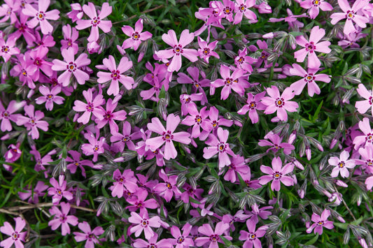 Home Fires Phlox