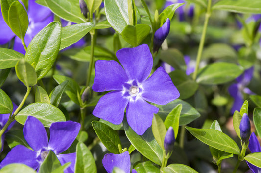 Bowles Cunningham Vinca