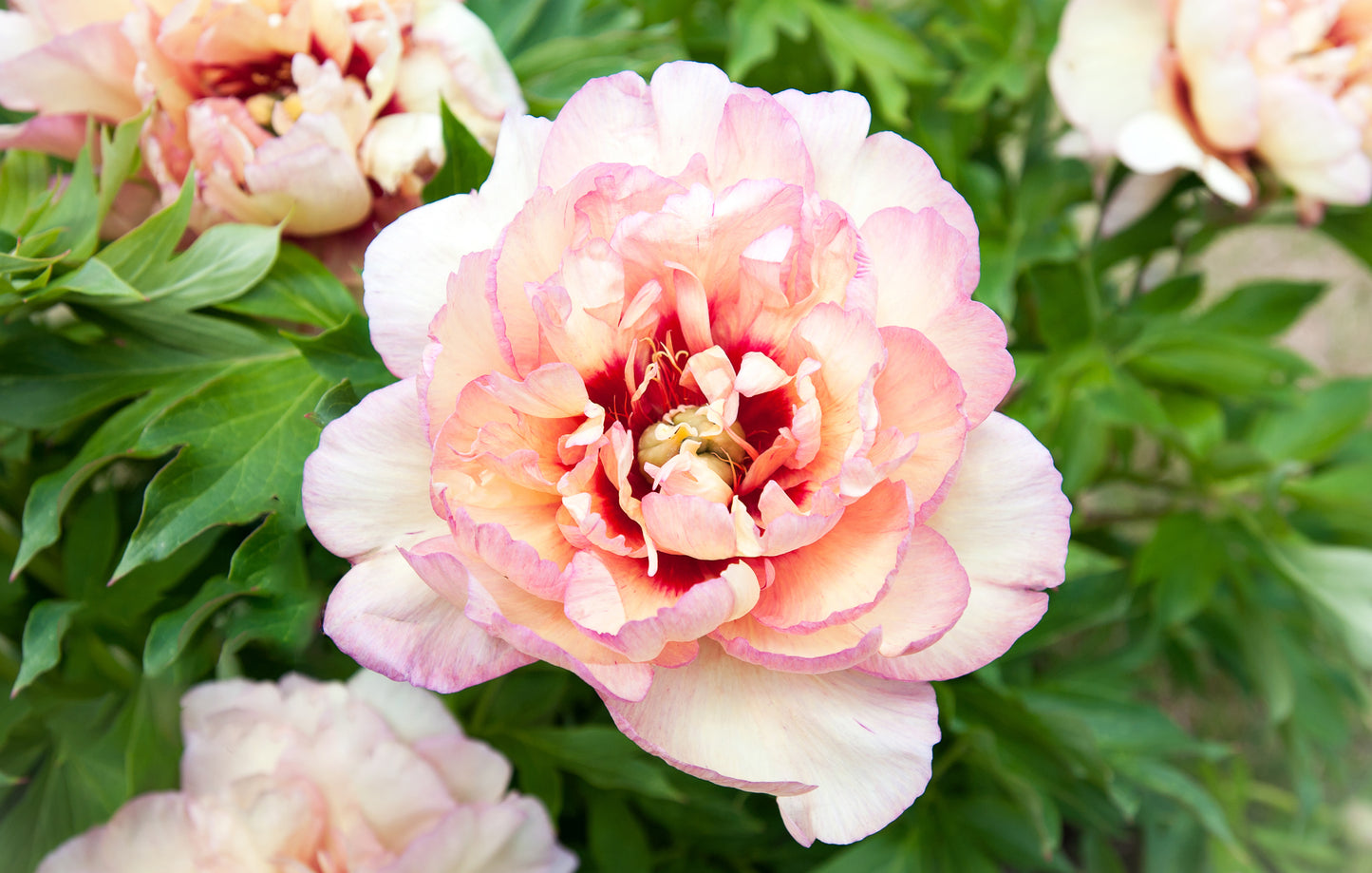 Callie’s Memory Itoh Peony