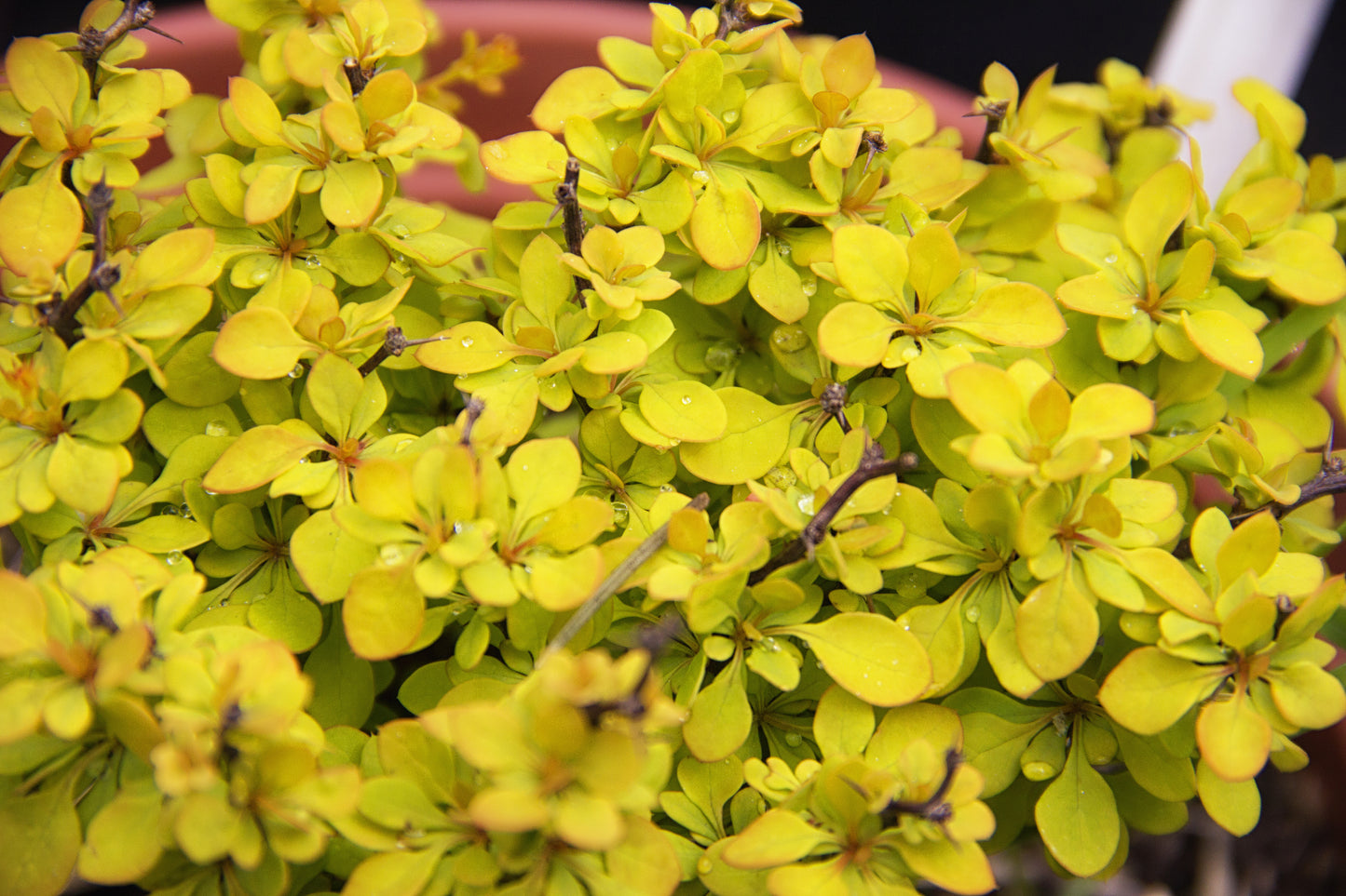 Cotinus Winecraft Gold