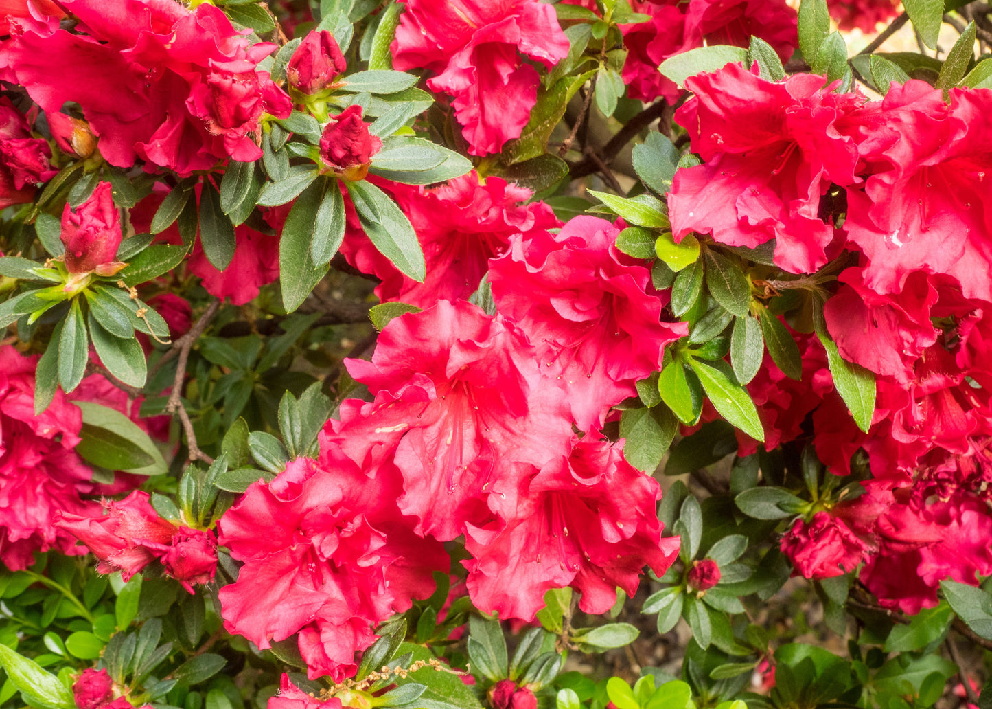 Girard’s Hot Shot Azaleas Bud ‘N Bloom