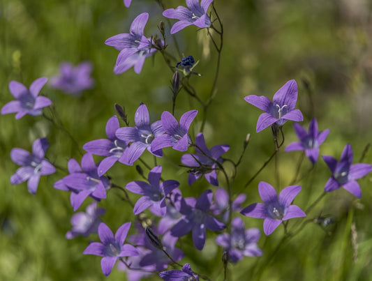 Bluebells of Scotland