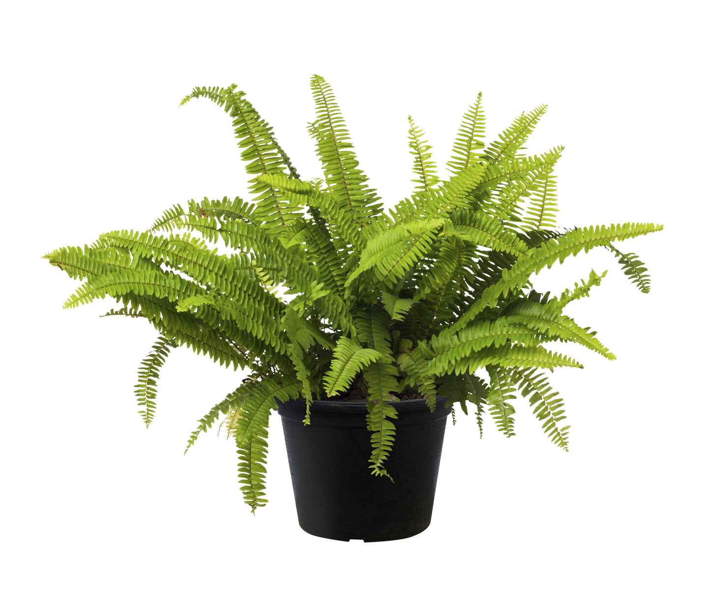 Kimberly Fern