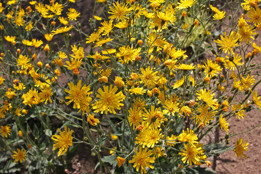 Spotted Hawkweed