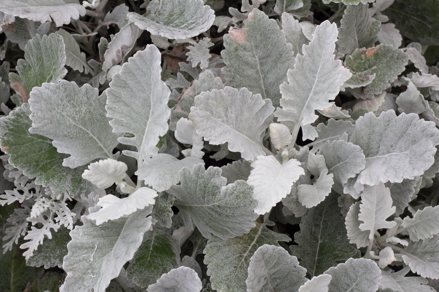 Dusty Miller 'New Look'