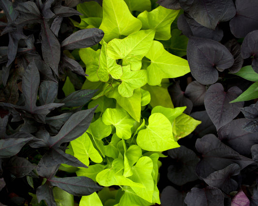 Lime Green Potatoe Vine