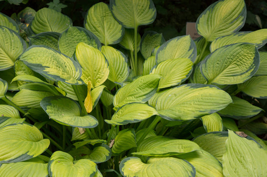 Hosta x Twist of Lime