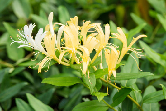 Japanese Honeysuckle 'Hall's Prolific'