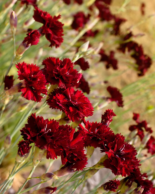 Red Grenadin Hardy Carnation