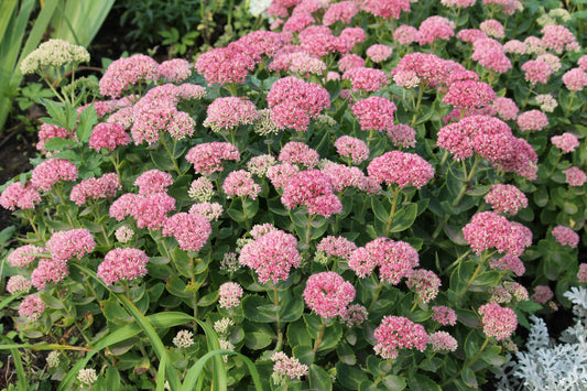 Autumn Joy Stonecrop