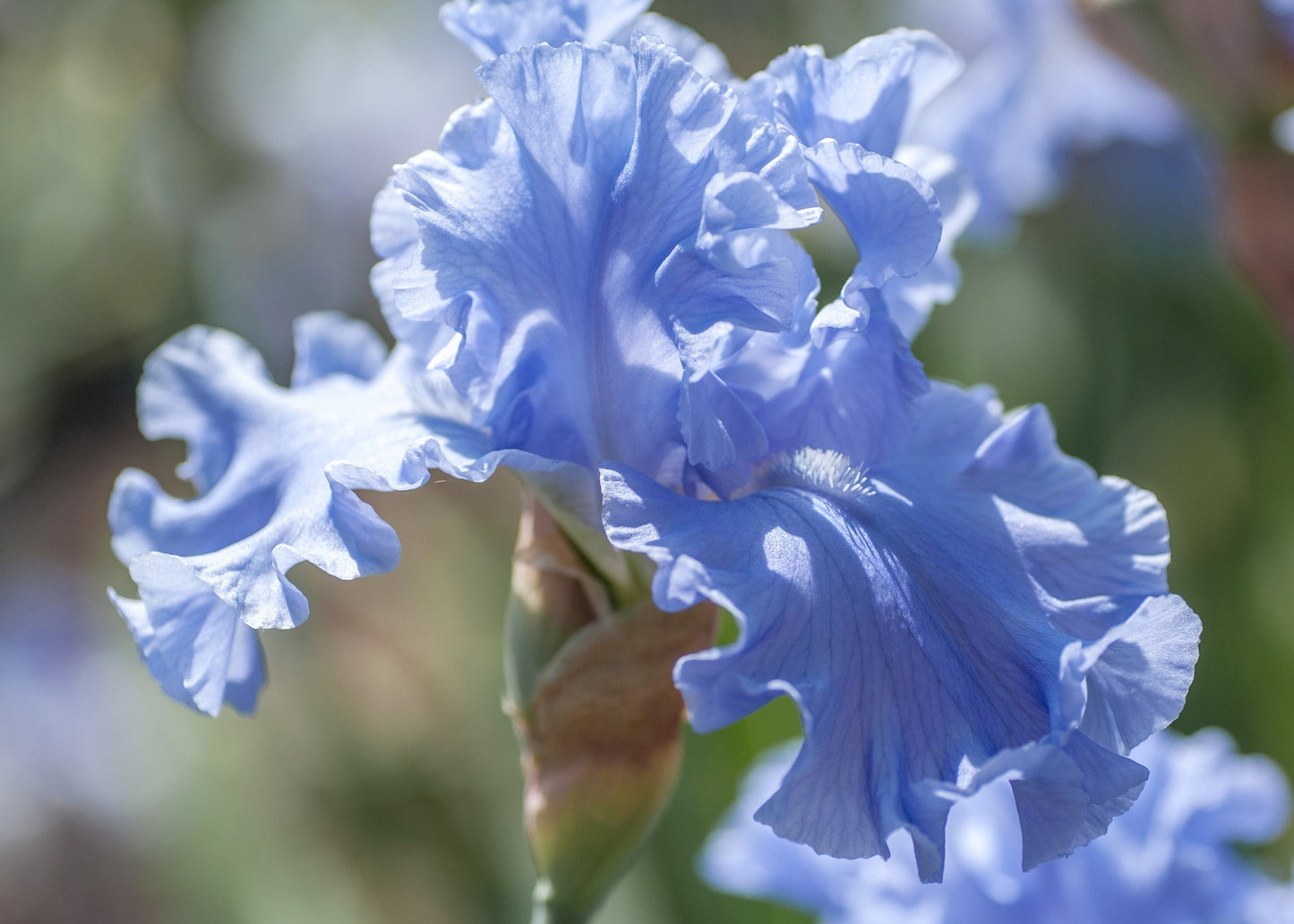 Light Blue Iris