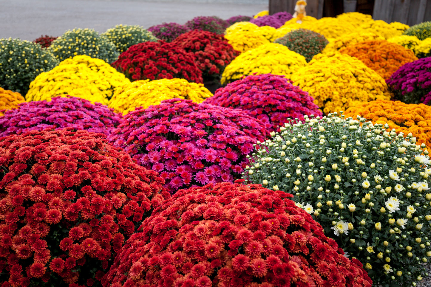 Mums Square Planter With Grass
