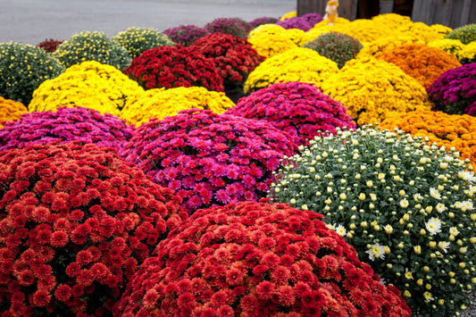 Mums Square Planter With Grass