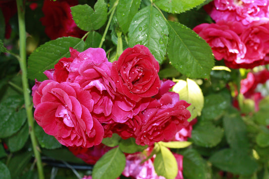 Marie Crousse English Primrose