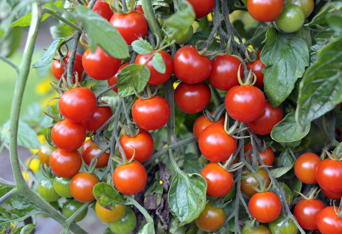 Sweet Million Red Cherry Tomato