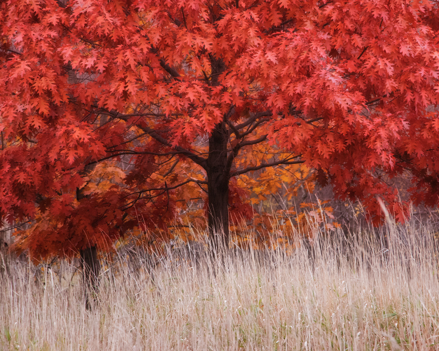 Red Oak