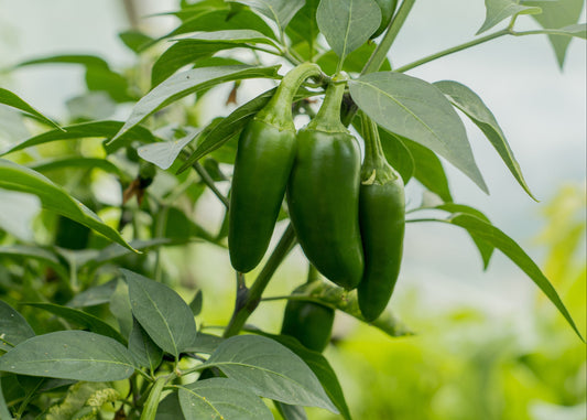 Jalapeno Hot Pepper
