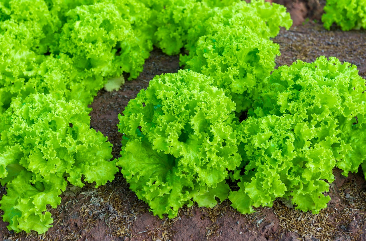 Salanova Crispy Lettuce