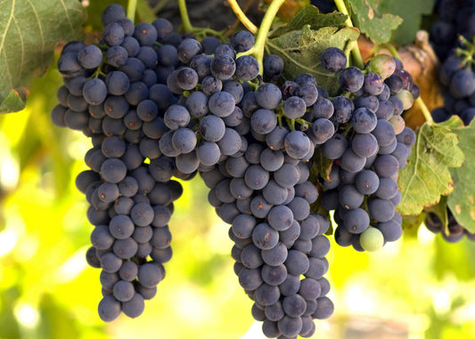 Concord Grape