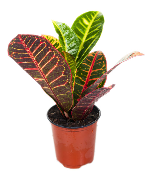 Croton