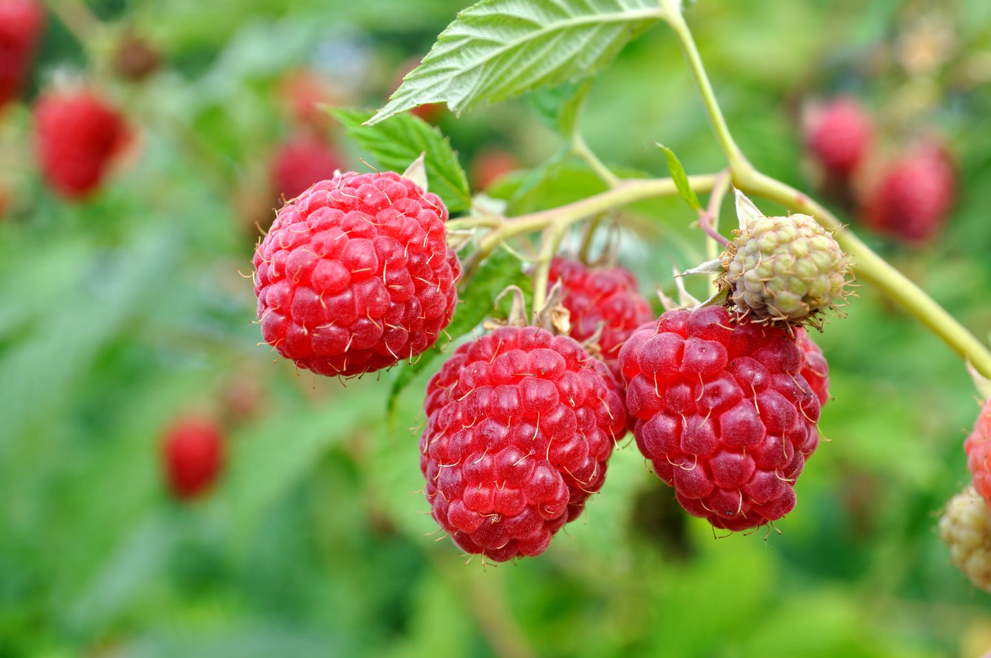 Rubus Raspberry Shortcake