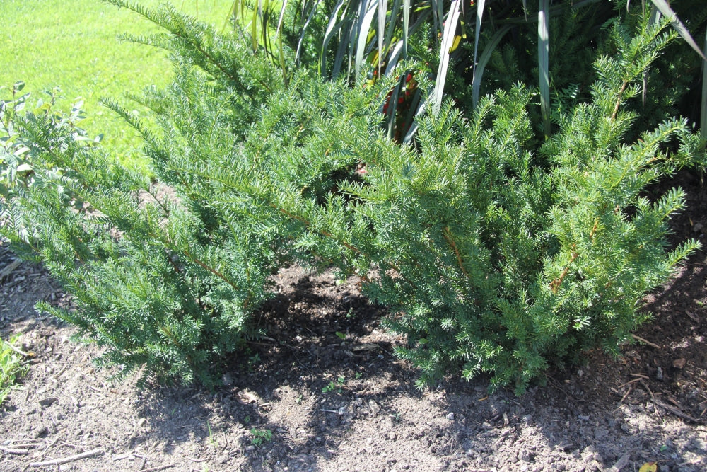 Dense Yew