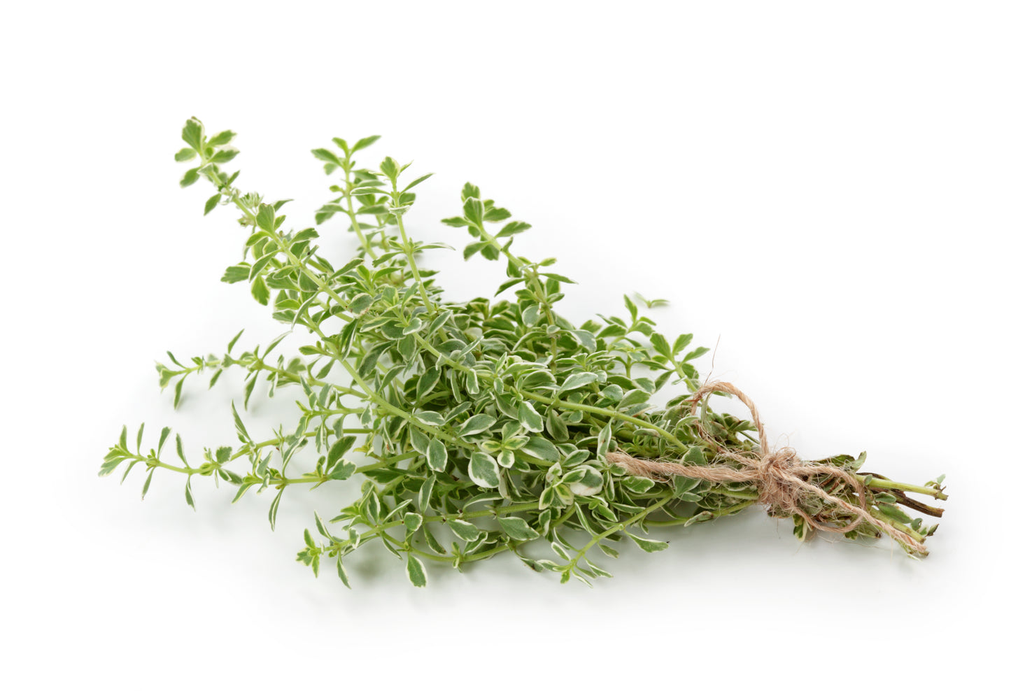 Orangelo Thyme