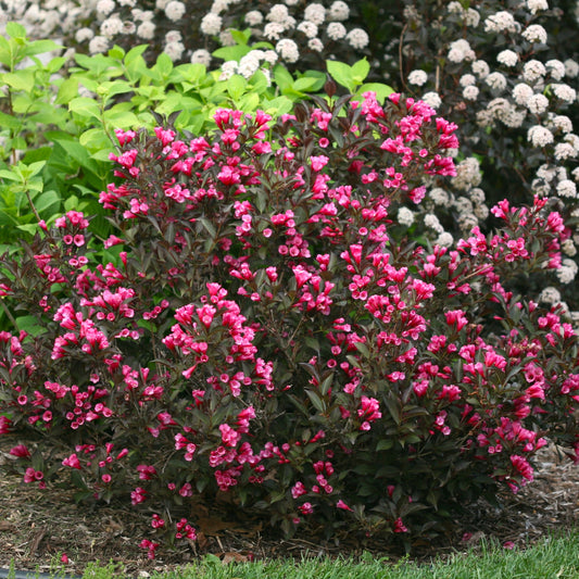 Weigela Wine & Roses