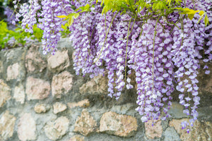 Summer Cascade™ Wisteria